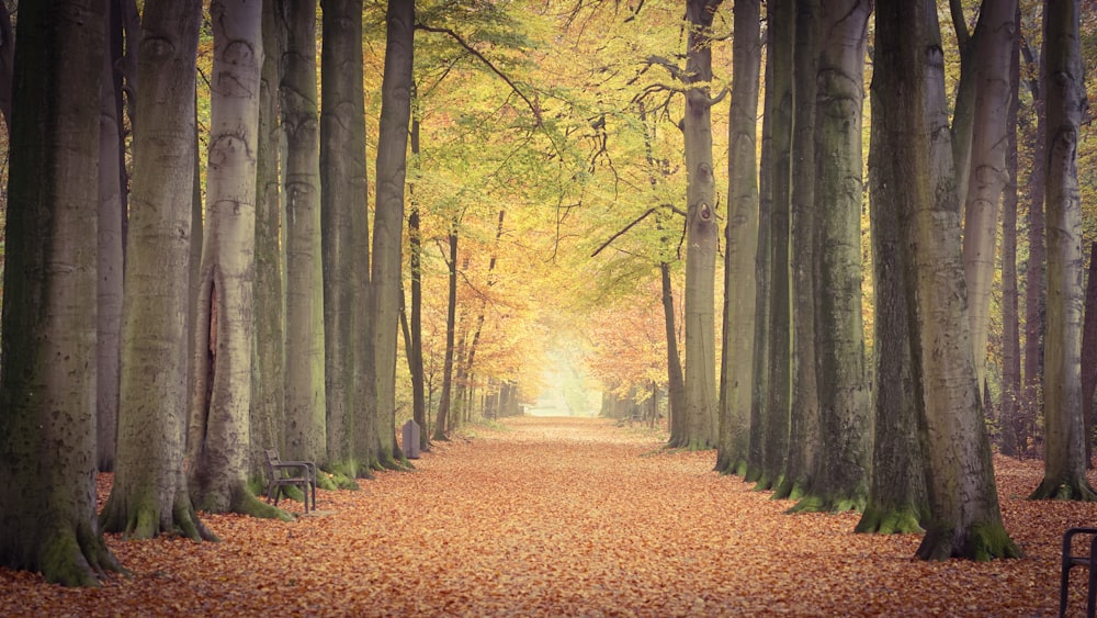 brown dried leaves on ground