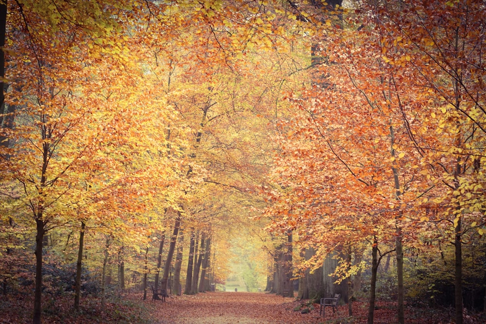 brown and yellow trees during daytime