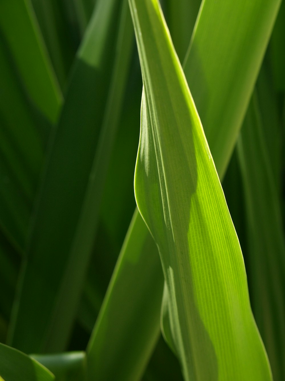 green leaf plant in close up photography