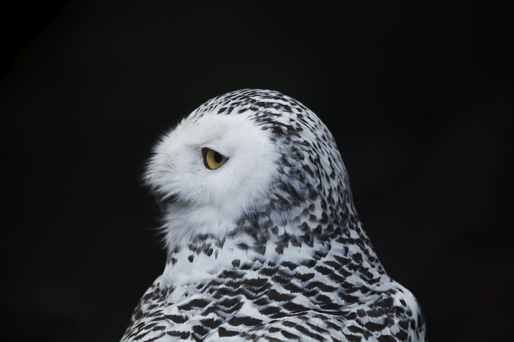 white and black owl with black background