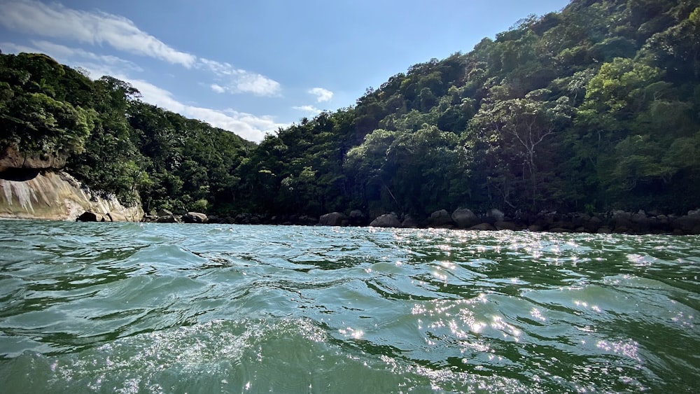 昼間の水辺の緑の木々