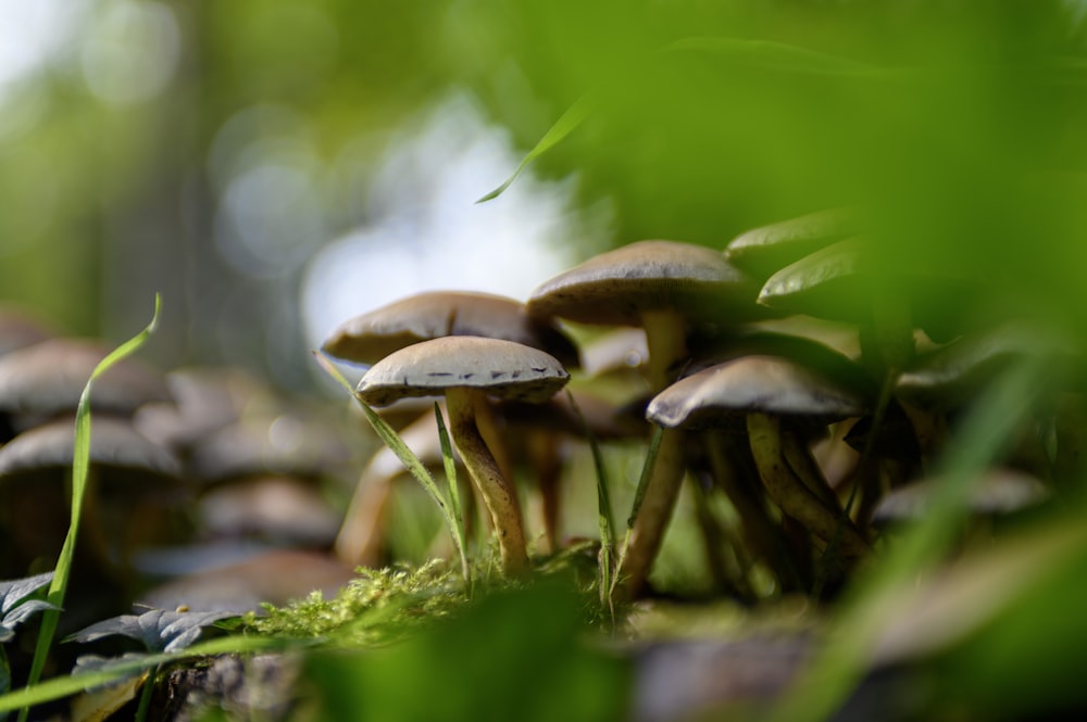 brown mushrooms on green moss