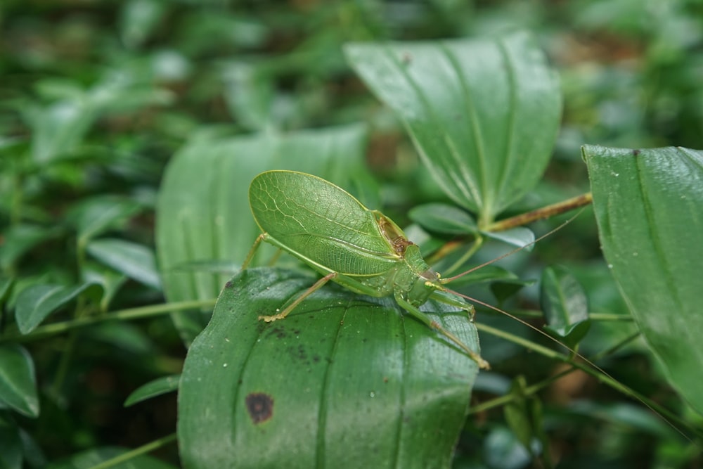 green grasshopper perched on green leaf in close up photography during daytime