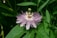 A striking purple and white passionflower is surrounded by lush green foliage. The flower's petals are intricately shaped with a fringed appearance, and its center is detailed with a unique structure that includes several protruding stamens and pistils.