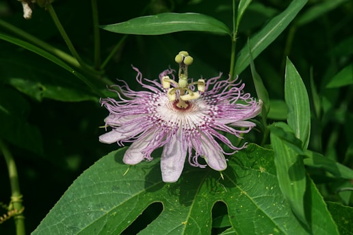 A striking purple and white passionflower is surrounded by lush green foliage. The flower's petals are intricately shaped with a fringed appearance, and its center is detailed with a unique structure that includes several protruding stamens and pistils.