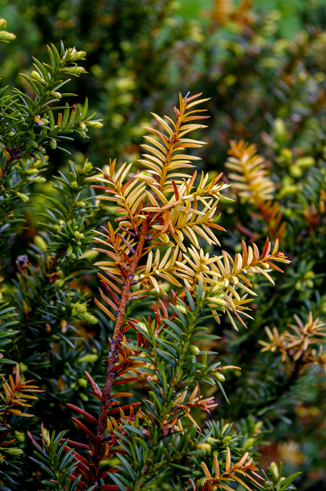 green and brown plant during daytime