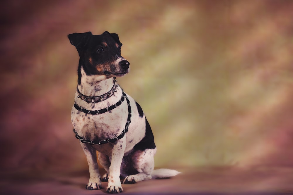 Perro de pelo corto blanco y negro