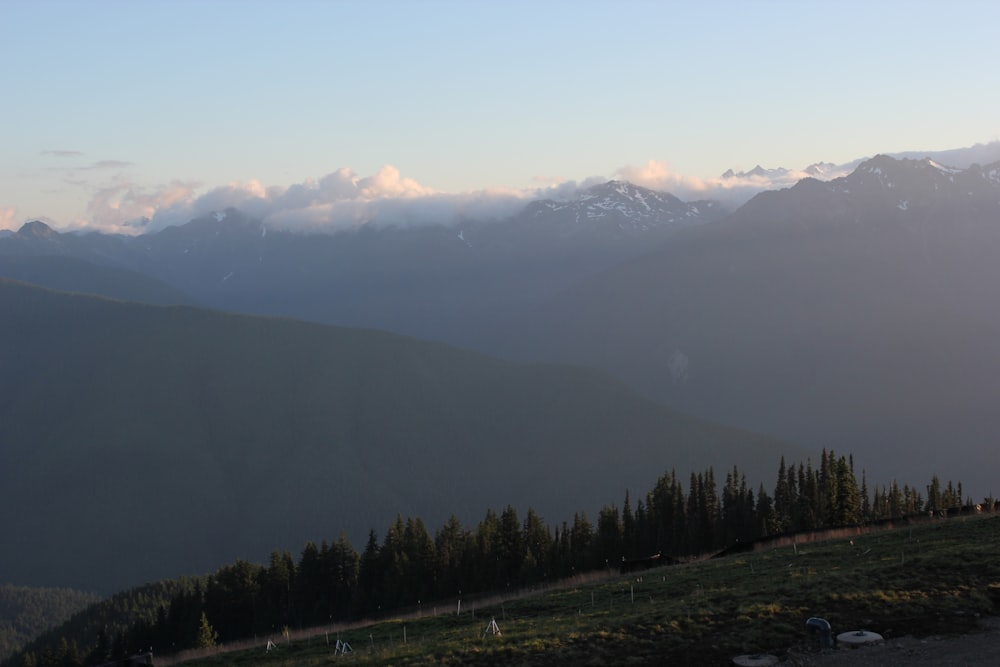 green trees on mountain during daytime