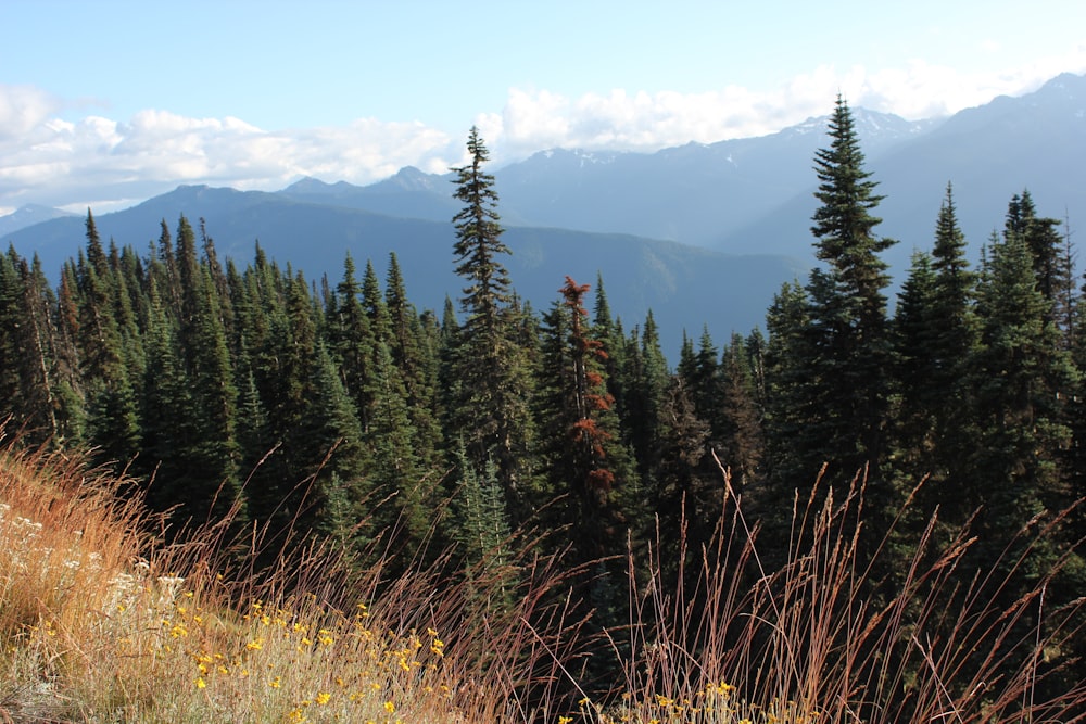 green pine trees on mountain during daytime