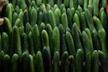 a pile of cucumbers sitting next to each other