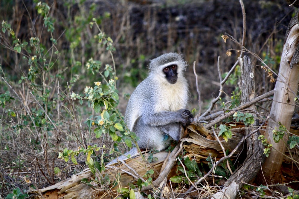gray and white monkey on brown tree branch during daytime