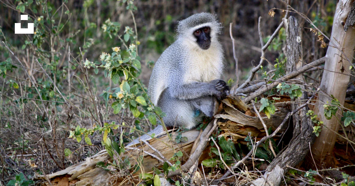 Gray and white monkey on brown tree branch during daytime photo – Free ...