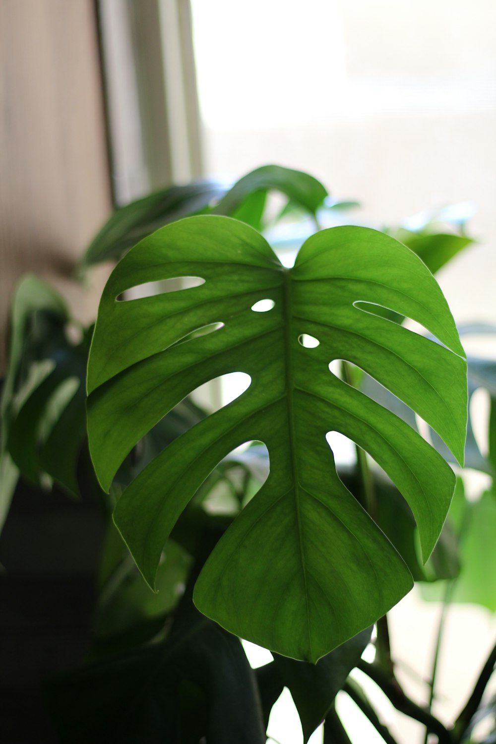 green leaves in tilt shift lens