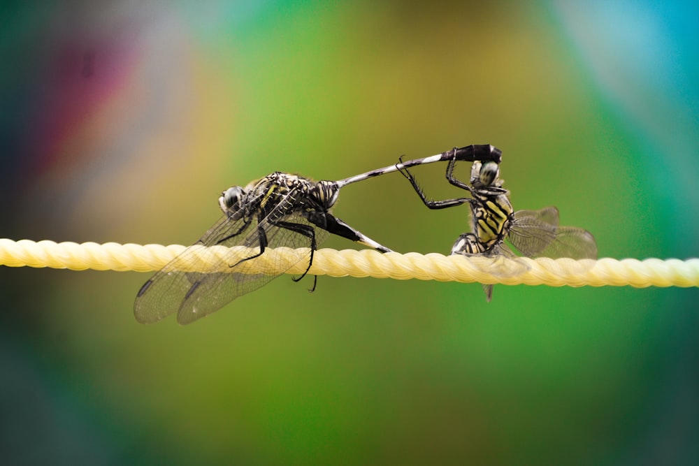 black and yellow dragonfly perched on brown stick in close up photography during daytime