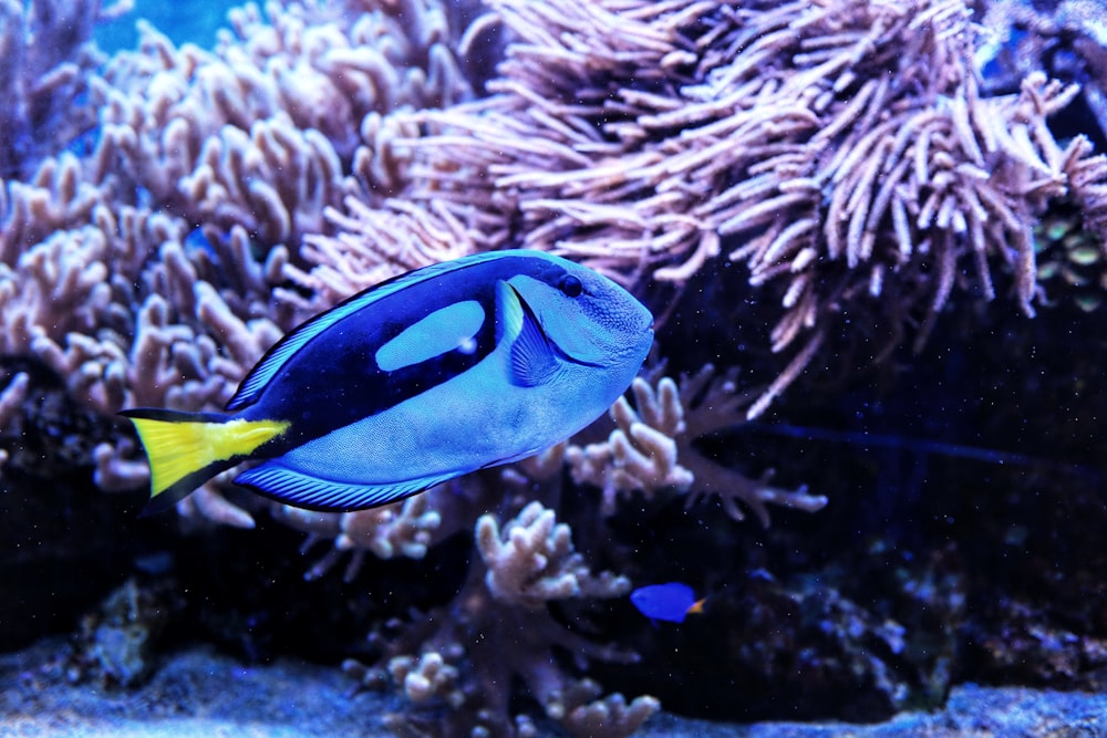 blue and yellow fish in water