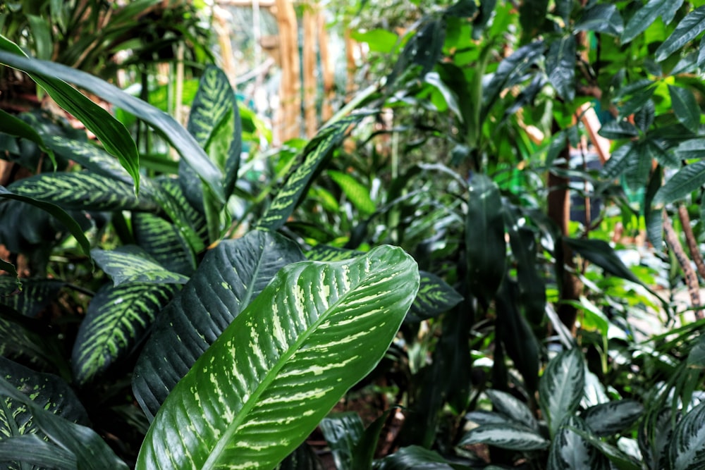 green leaf plant during daytime