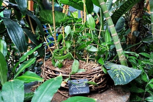 A lush, green indoor plant arrangement features a variety of leaves, some broad and variegated, thriving in a wicker basket. Bamboo sticks support the plant's growth, with a small sign labeled 'Gewürzvanille' placed in front.