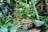 A lush, green indoor plant arrangement features a variety of leaves, some broad and variegated, thriving in a wicker basket. Bamboo sticks support the plant's growth, with a small sign labeled 'Gewürzvanille' placed in front.