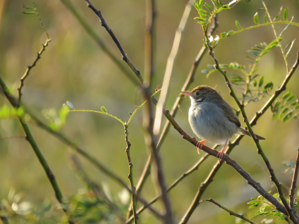 gray bird perched on brown tree branch during daytime