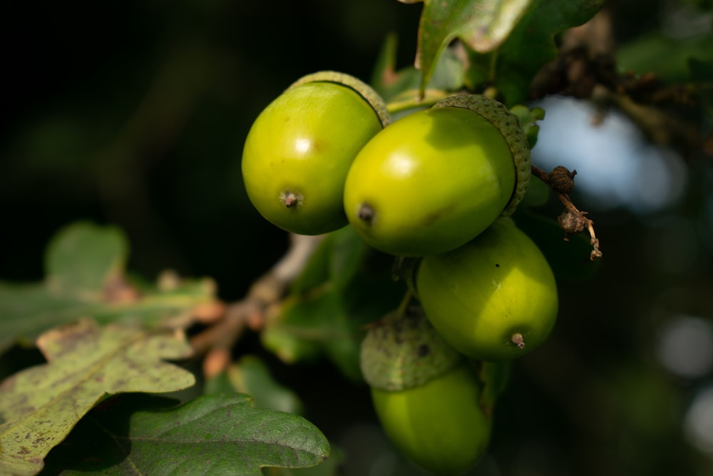 green fruit in tilt shift lens