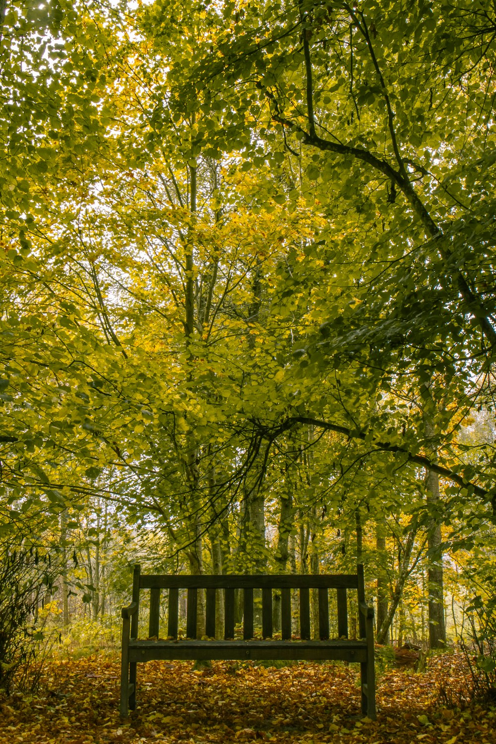 braune Holzbank unter grünen Bäumen