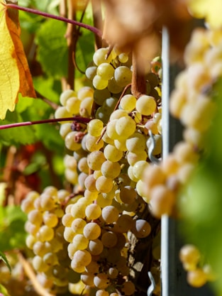 Herzegovina-vineyard-tour