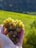 A hand gently holds a bunch of yellow-green grapes, some of which are partially dried or withered. The background features a soft focus view of a vineyard with lush green fields stretching to the horizon.