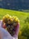 A hand gently holds a bunch of yellow-green grapes, some of which are partially dried or withered. The background features a soft focus view of a vineyard with lush green fields stretching to the horizon.