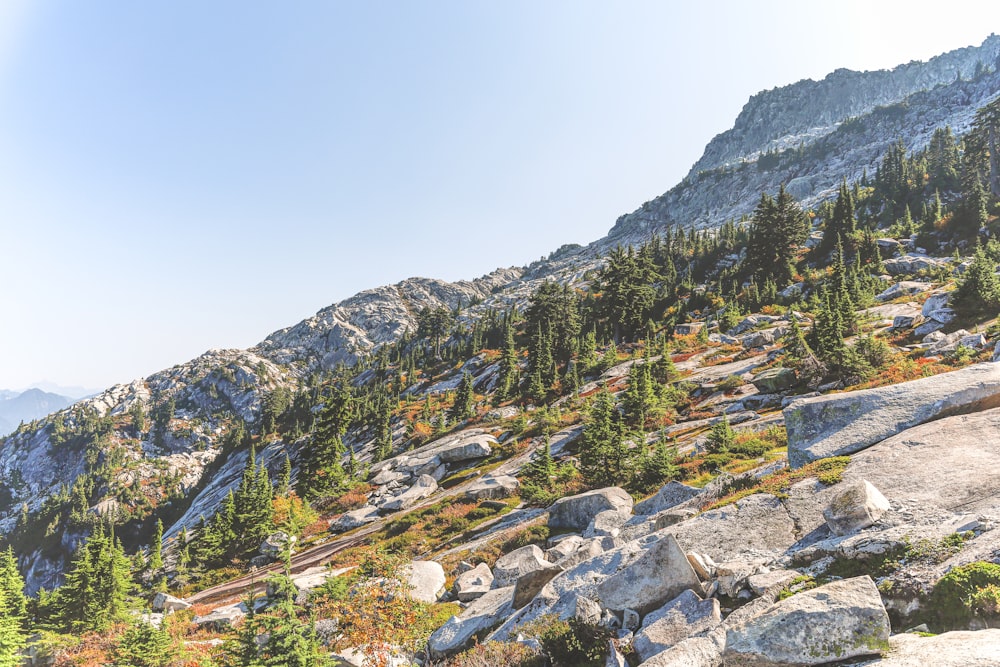 alberi verdi sulla montagna durante il giorno