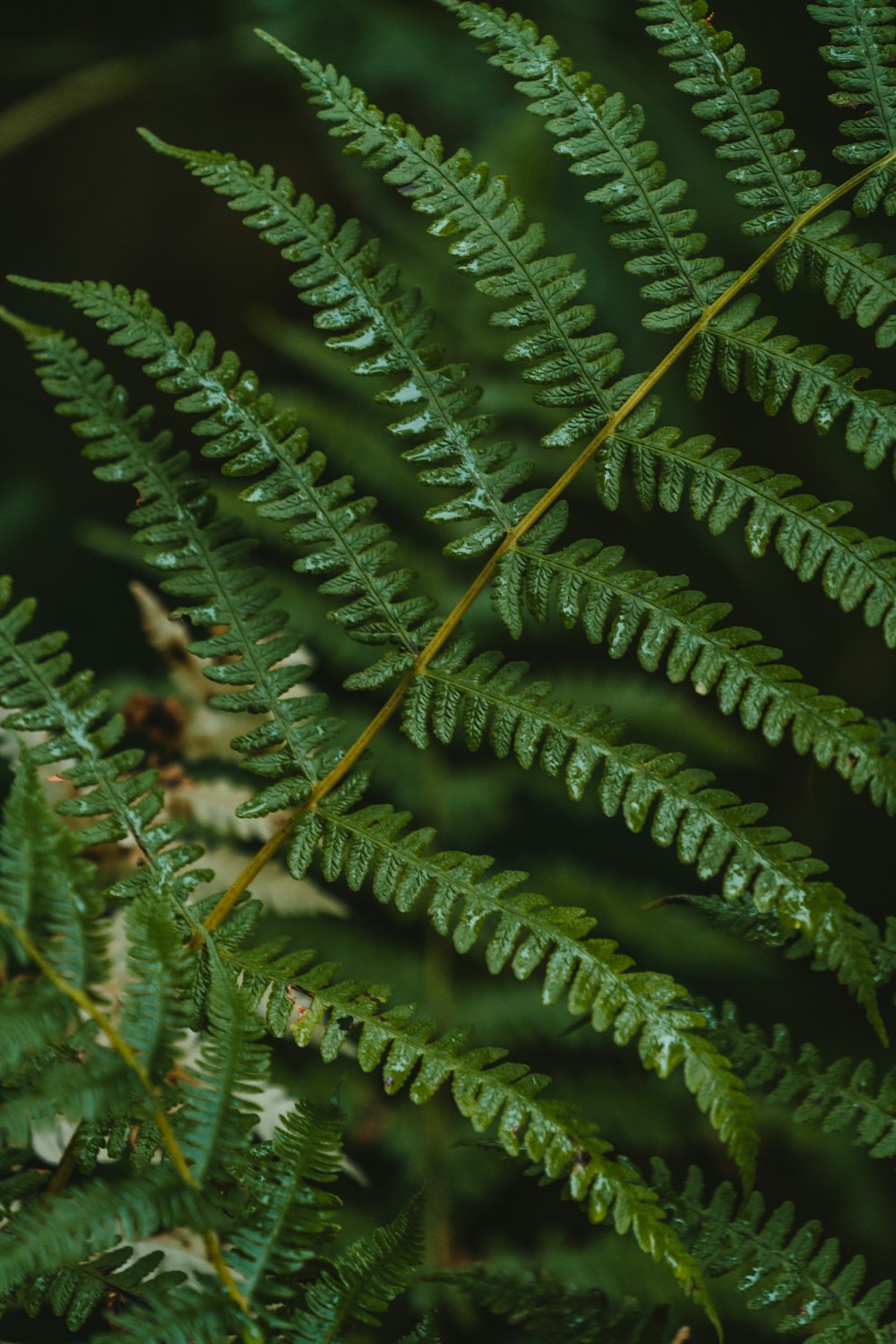 green fern plant in close up photography