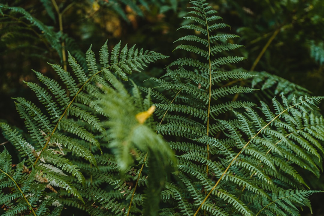 yellow bird on green pine tree