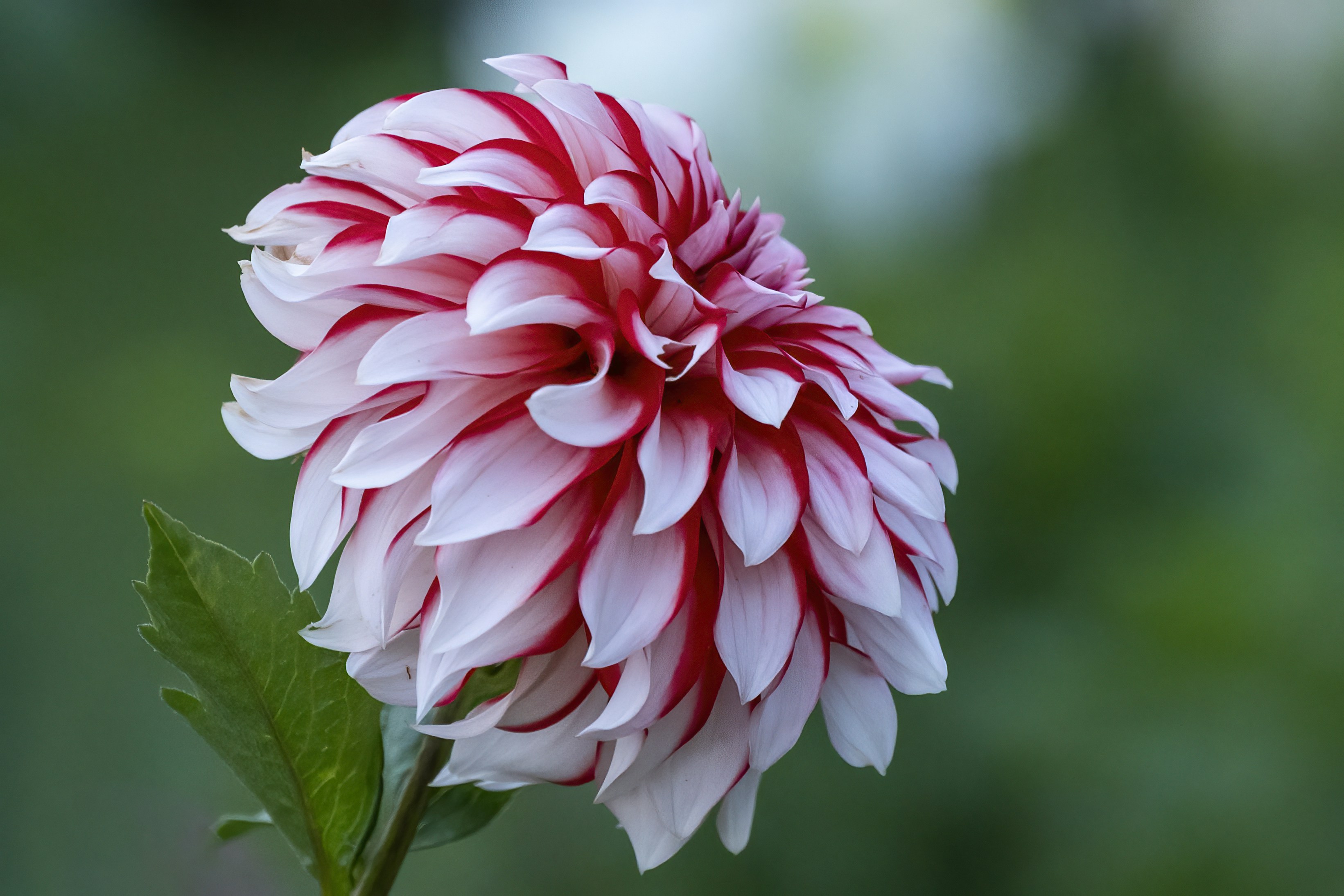 Photo by cholewinski