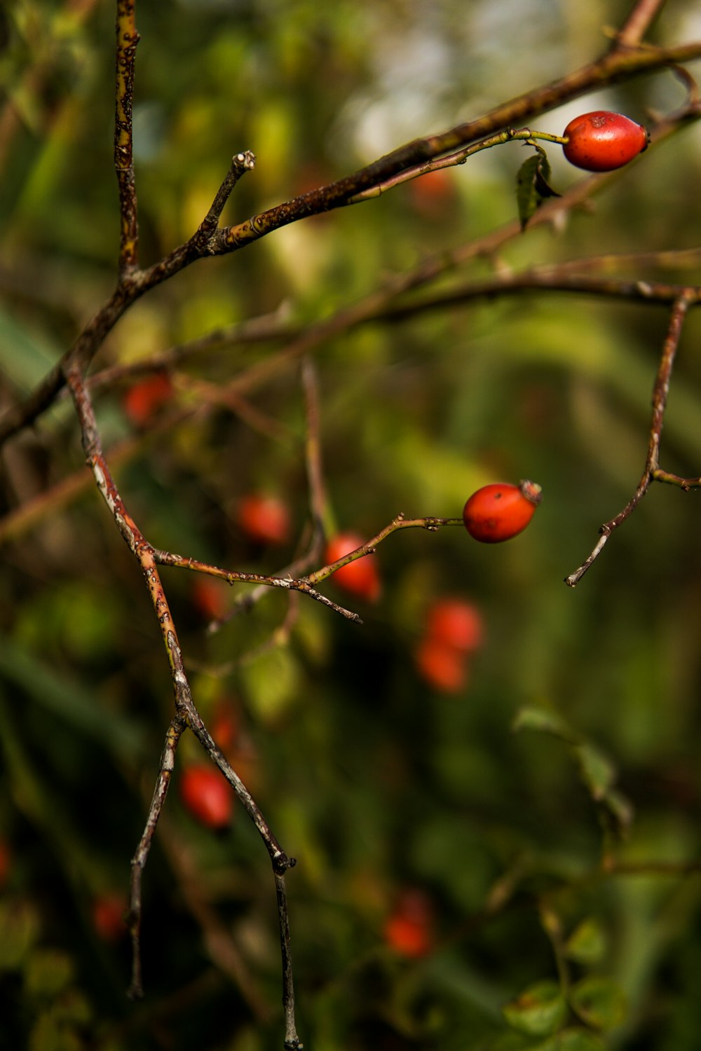 red round fruit on tree branch