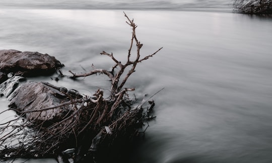 brown tree branch on water in Karun River Iran