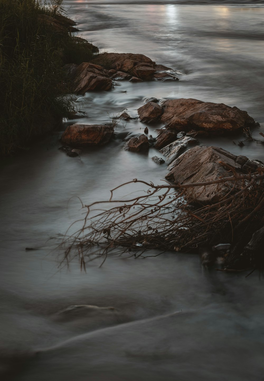 Rama de árbol marrón en el agua