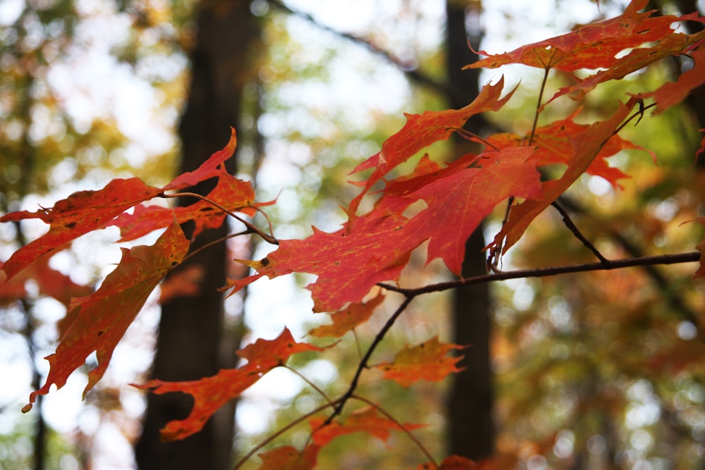 red maple leaf on tree branch