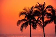 Sunset over a Caribbean beach with palm trees silhouetted against the orange sky.