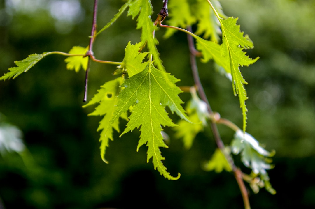 green leaf in close up photography