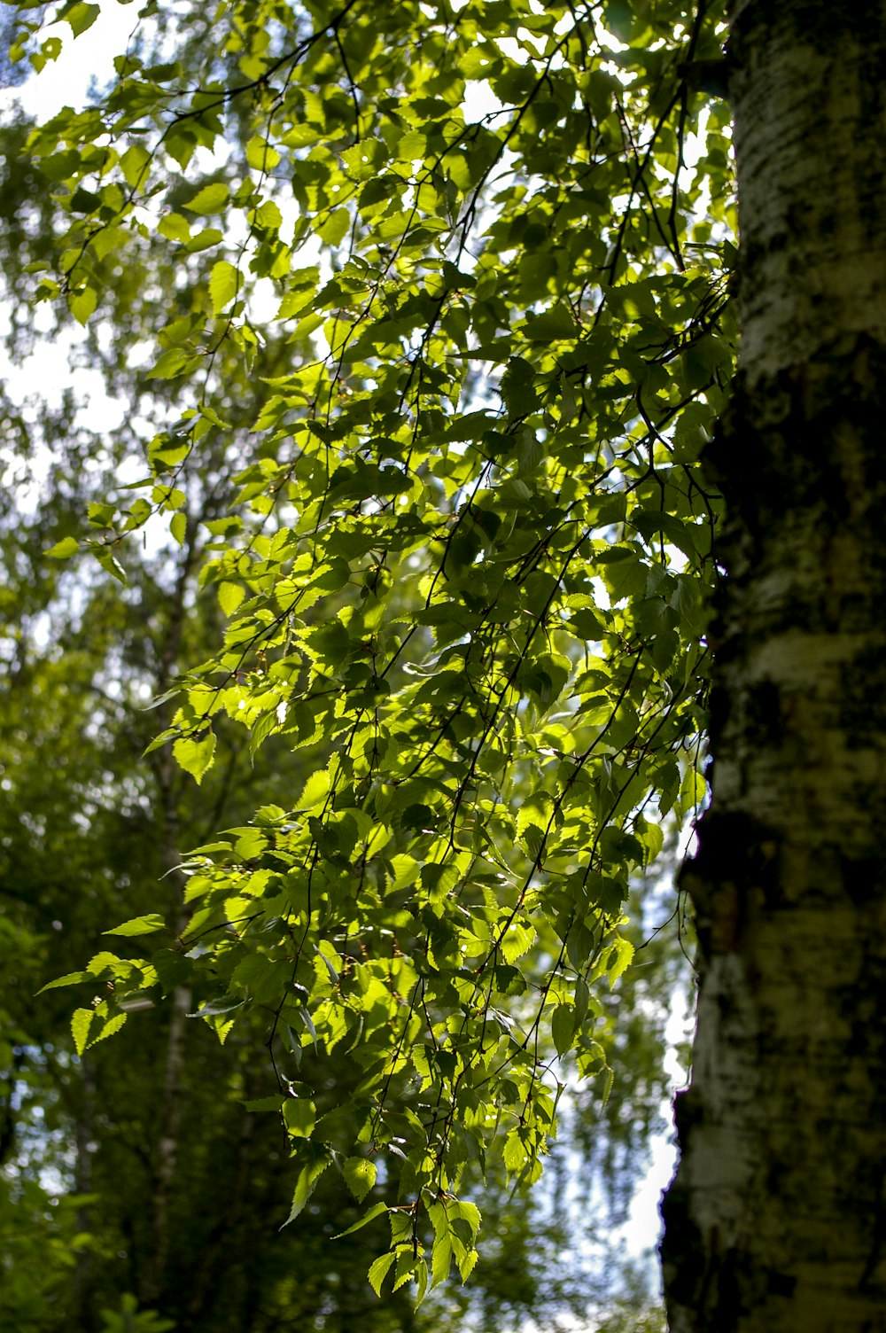 green leaves on brown tree