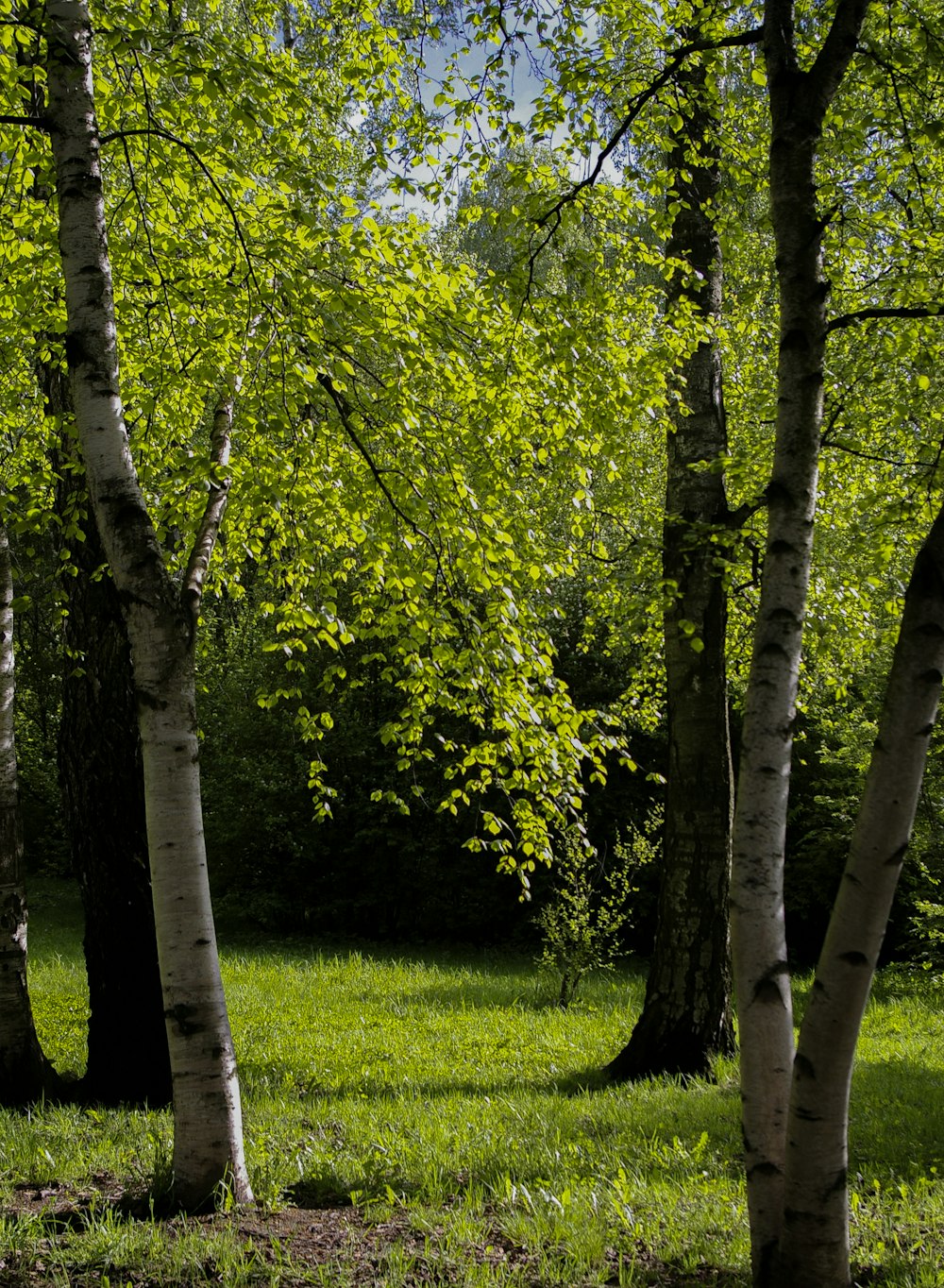 arbres verts sur un champ d’herbe verte pendant la journée