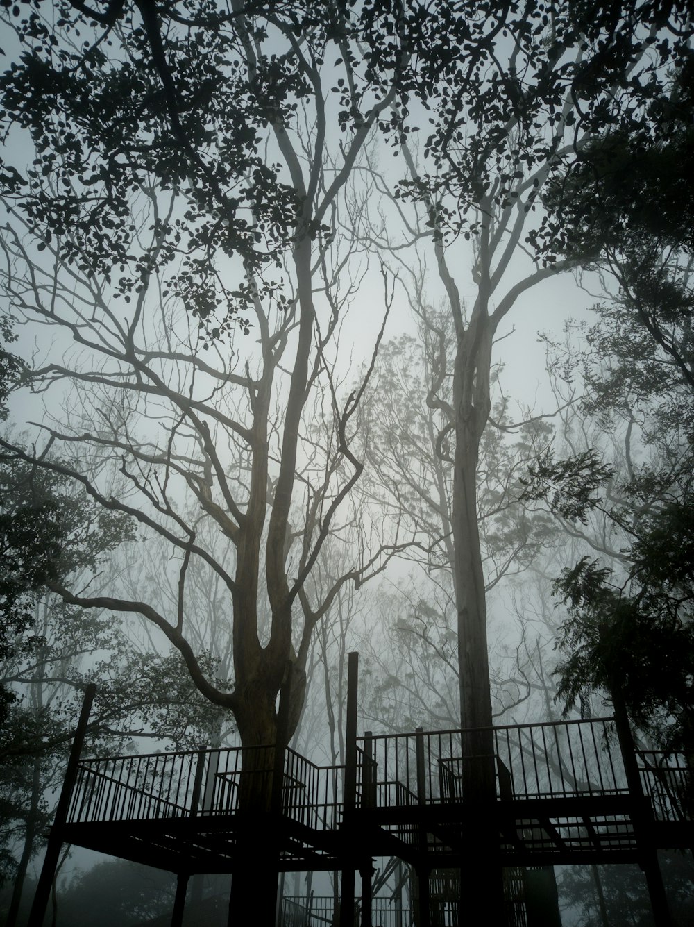 green trees near black metal fence during daytime