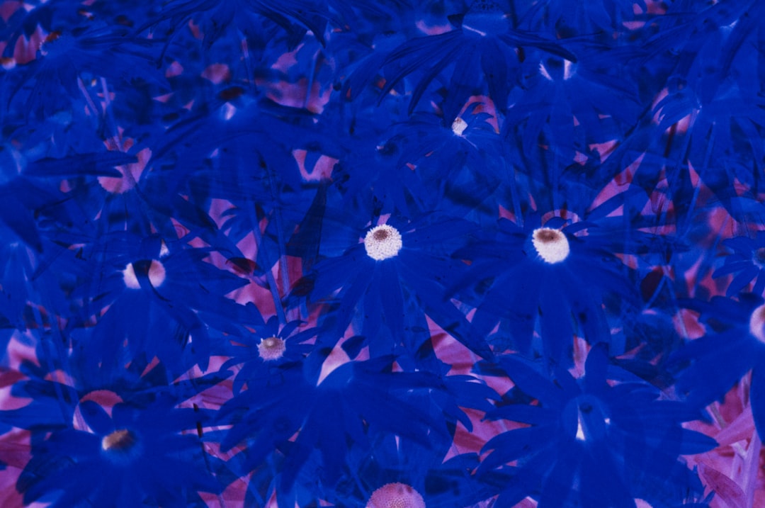 blue and white flower petals