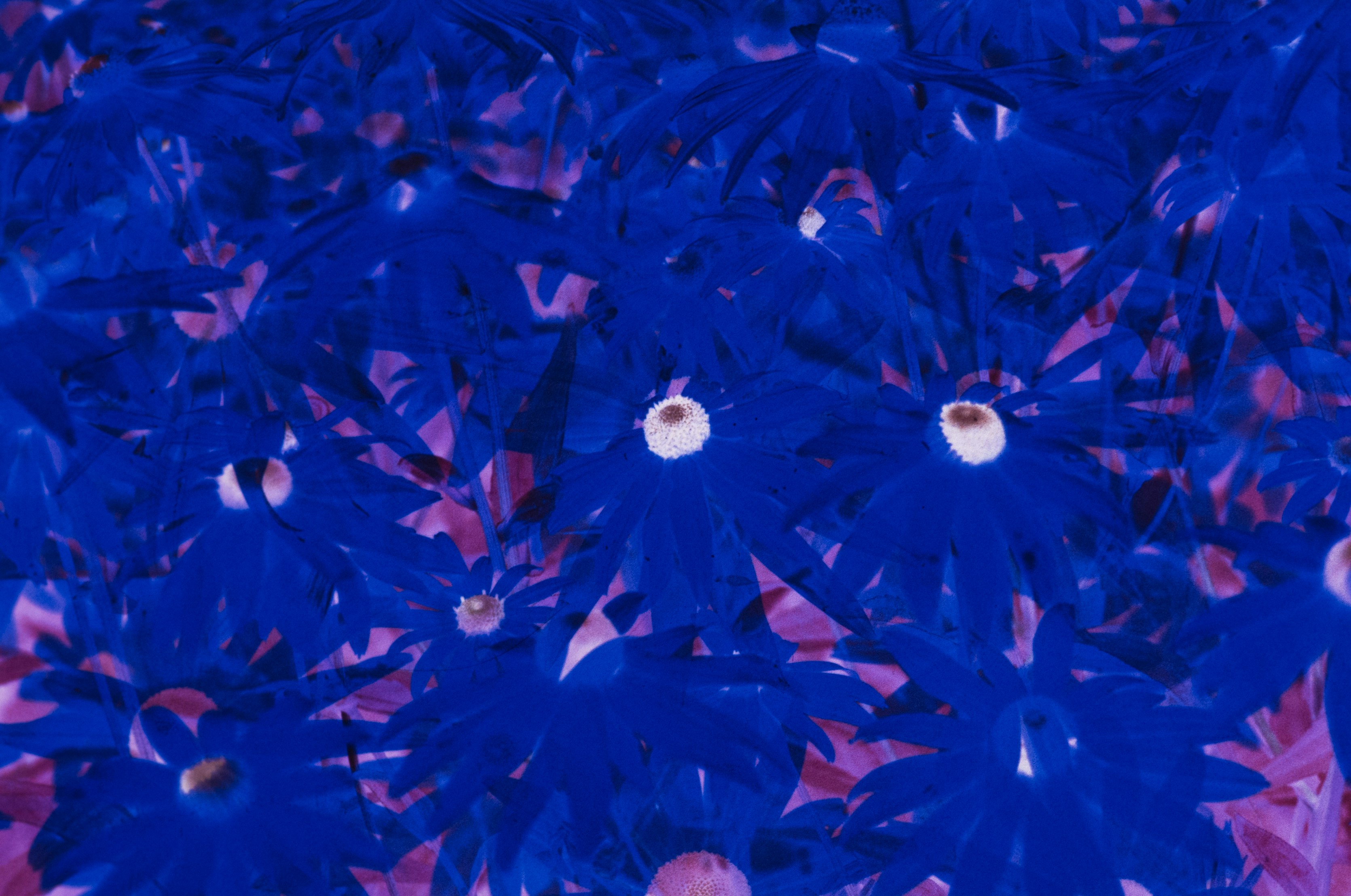blue and white flower petals
