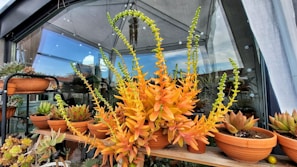 A variety of potted succulent plants arranged on a wooden shelf inside a greenhouse. The succulents display vibrant colors, particularly orange and green hues, with some plants featuring long, arching stems and small flowers. The backdrop includes glass panels, a roof canopy, and visible cityscape elements reflected in the glass.