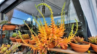 A variety of potted succulent plants arranged on a wooden shelf inside a greenhouse. The succulents display vibrant colors, particularly orange and green hues, with some plants featuring long, arching stems and small flowers. The backdrop includes glass panels, a roof canopy, and visible cityscape elements reflected in the glass.