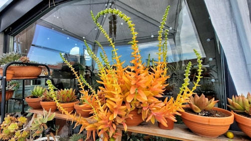 A variety of potted succulent plants arranged on a wooden shelf inside a greenhouse. The succulents display vibrant colors, particularly orange and green hues, with some plants featuring long, arching stems and small flowers. The backdrop includes glass panels, a roof canopy, and visible cityscape elements reflected in the glass.