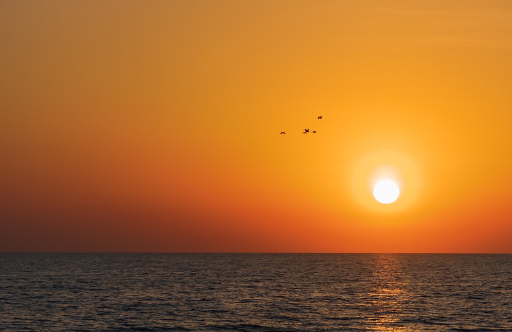 birds flying over the sea during sunset