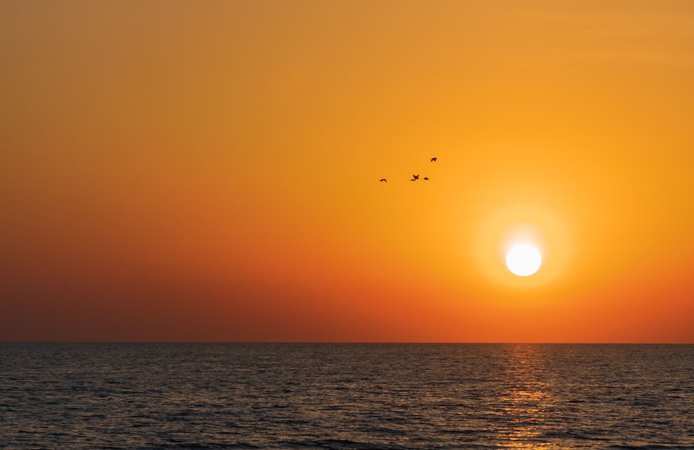 Pájaros volando sobre el mar durante la puesta de sol