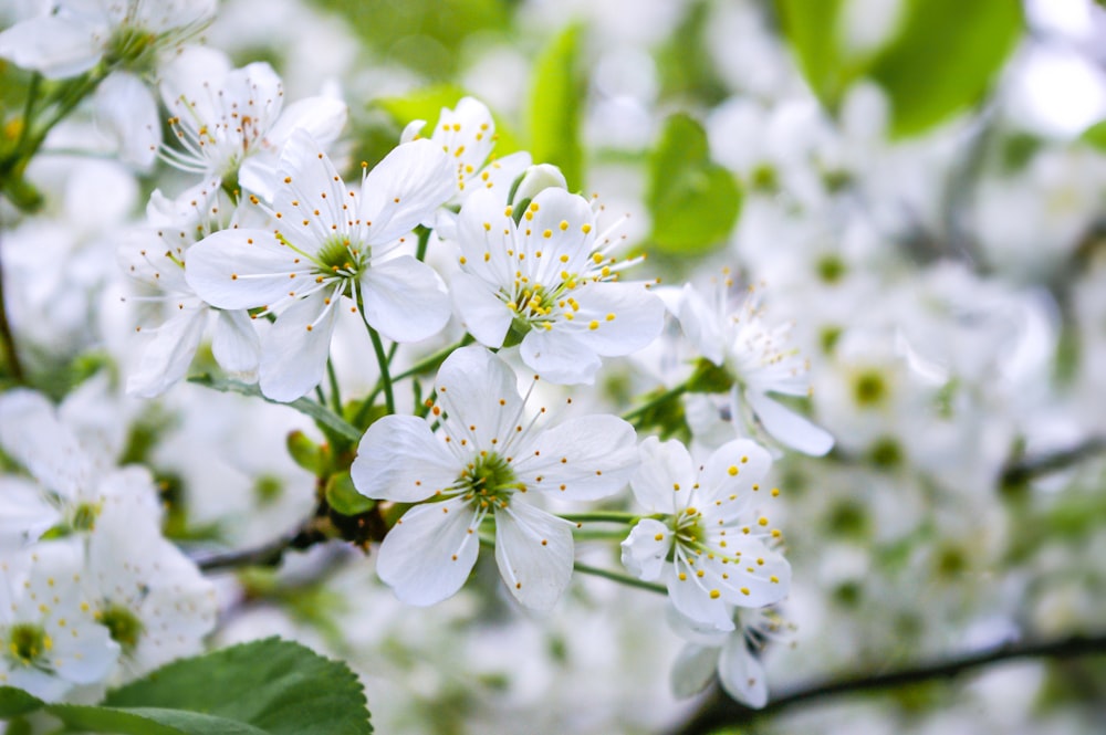 white and green flowers in tilt shift lens