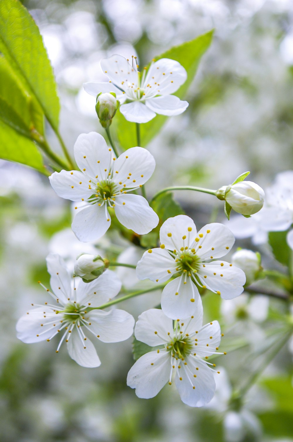 White Cherry Blossom Pictures | Download Free Images on Unsplash